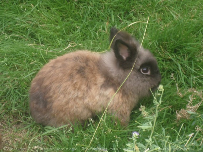 Photo de Lapin