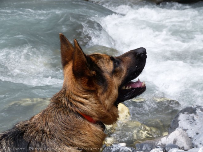 Photo de Berger allemand  poil court