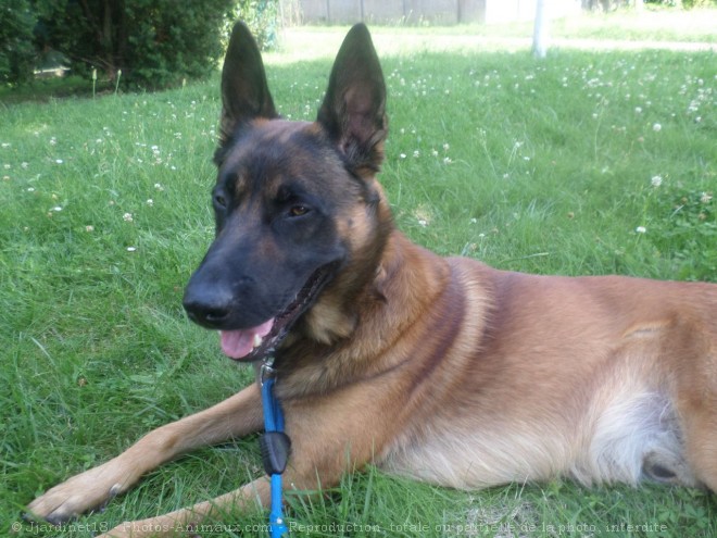 Photo de Berger belge malinois