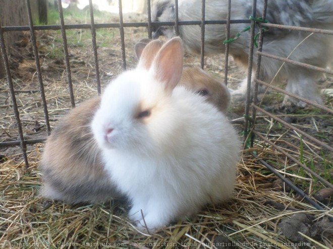 Photo de Lapin