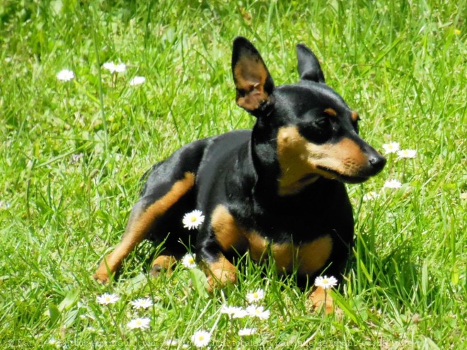 Photo de Pinscher nain