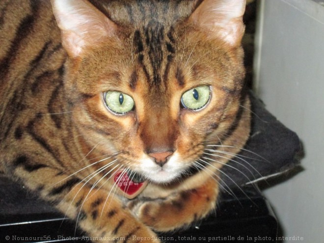 Photo de Bengal