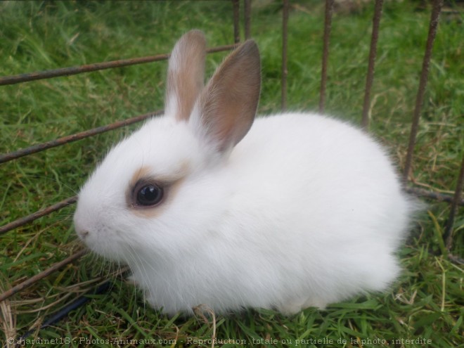 Photo de Lapin