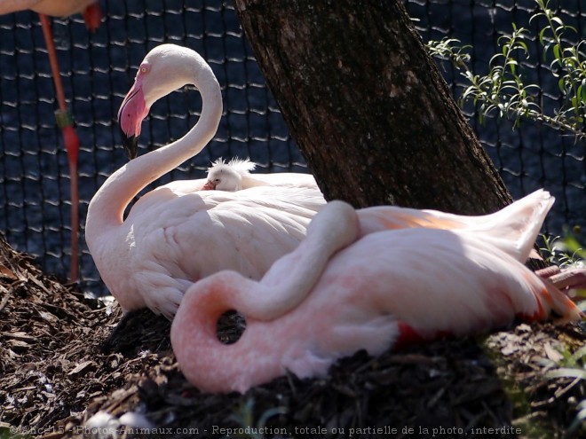 Photo de Flamand rose