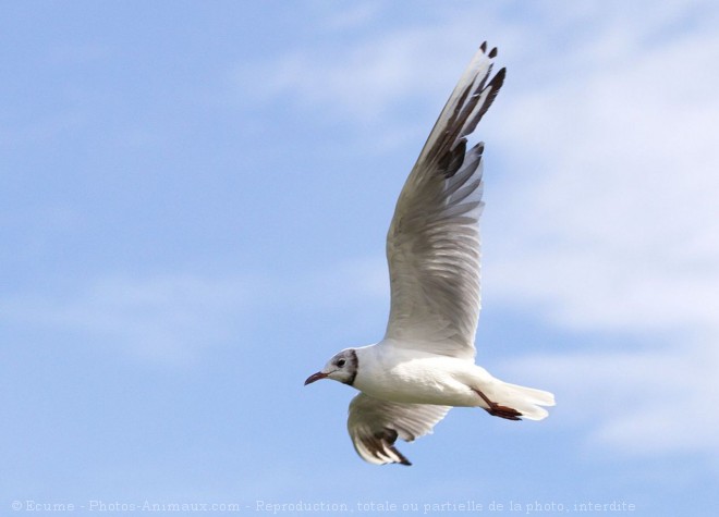 Photo de Mouette