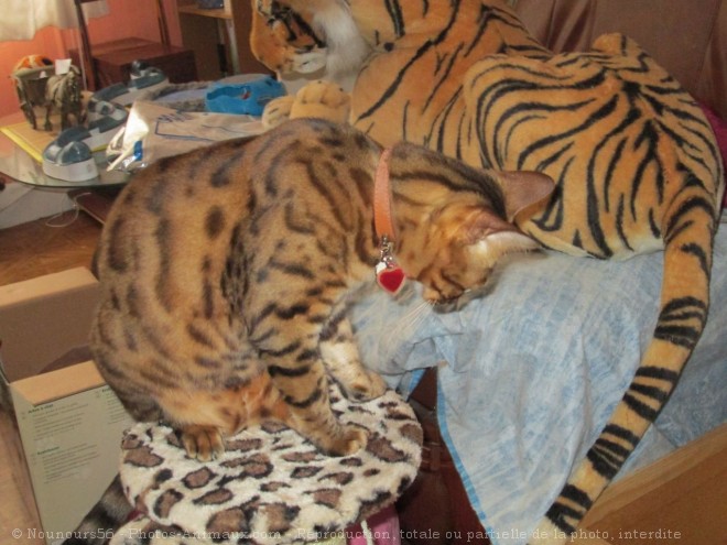 Photo de Bengal