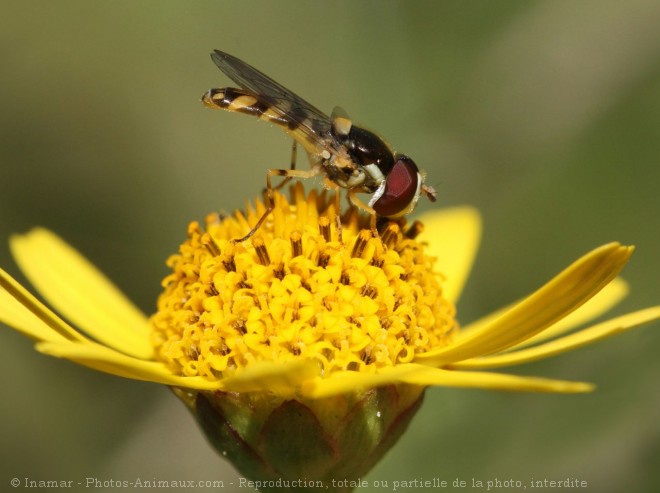 Photo de Mouche