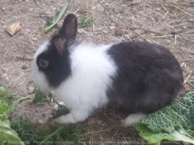 Photo de Lapin