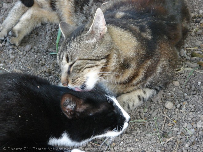 Photo de Chat domestique