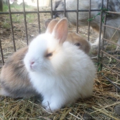 Photo de Lapin