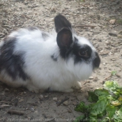 Photo de Lapin