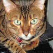 Photo de Bengal