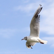 Photo de Mouette