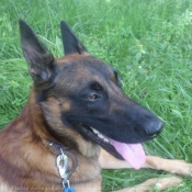 Photo de Berger belge malinois