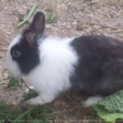 Photo de Lapin