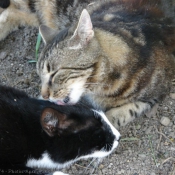 Photo de Chat domestique