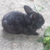 Photo de Lapin