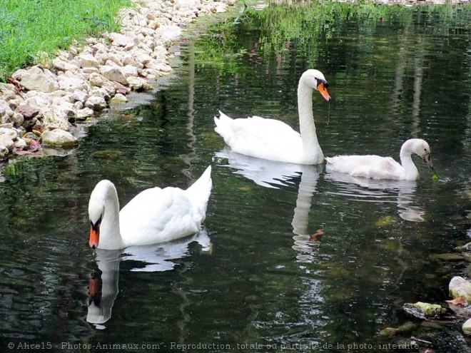 Photo de Cygne