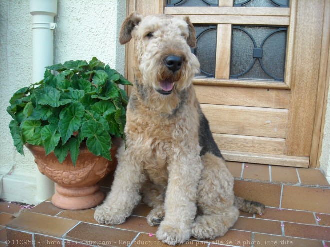 Photo d'Airedale terrier