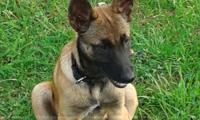 Photo de Berger belge malinois