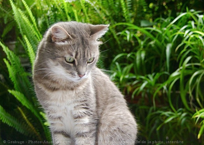 Photo de Chat domestique