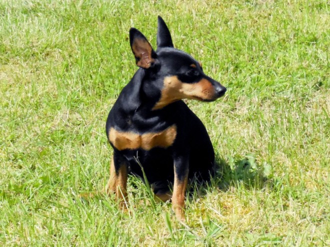 Photo de Pinscher nain