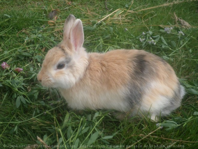 Photo de Lapin