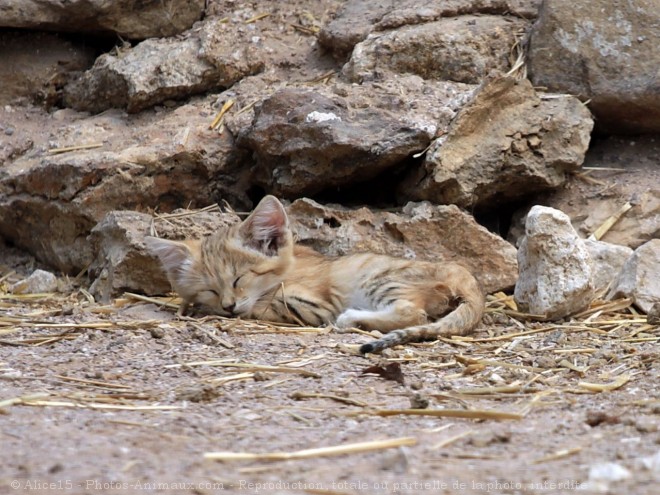 Photo de Chat des sables