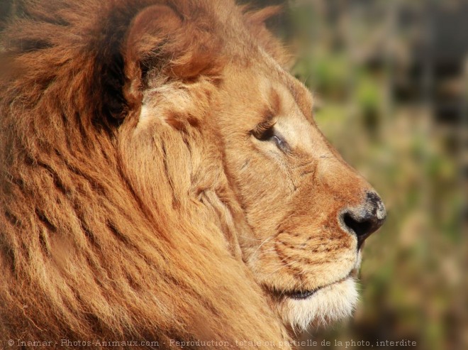 Photo de Lion