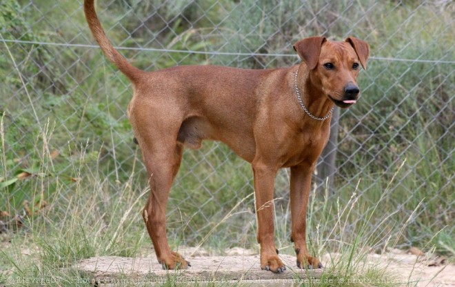 Photo de Pinscher allemand