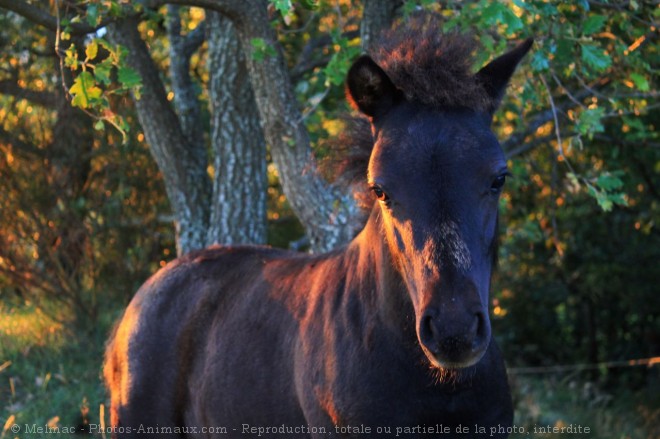 Photo de Poney (toutes races)