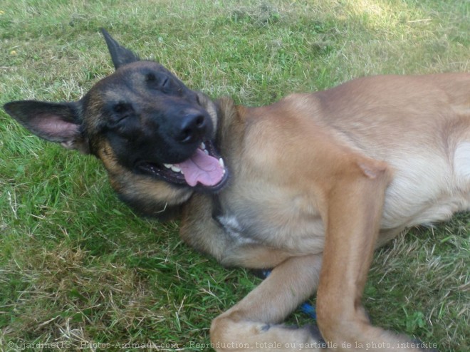 Photo de Berger belge malinois