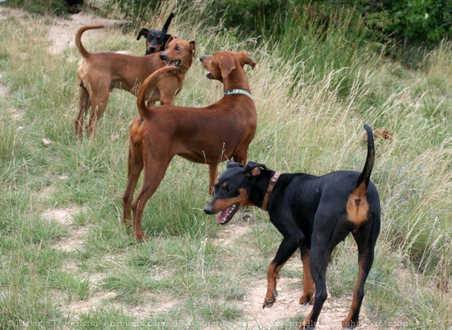 Photo de Pinscher allemand