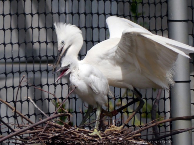 Photo d'Aigrette