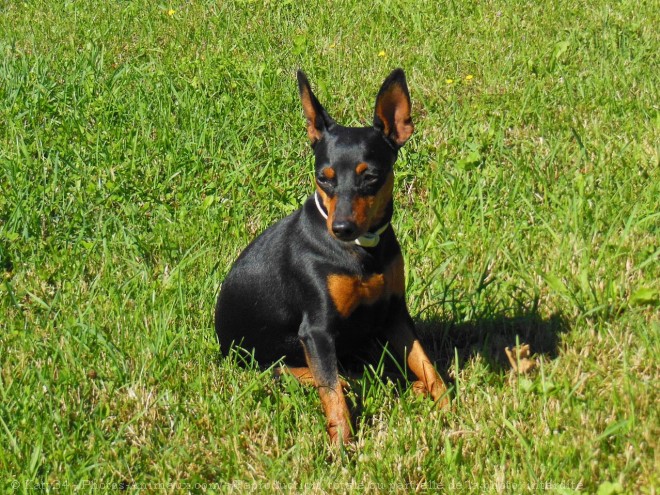 Photo de Pinscher nain