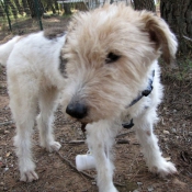 Photo de Fox terrier  poil dur