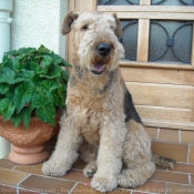 Photo d'Airedale terrier