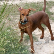 Photo de Pinscher allemand