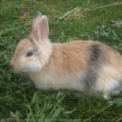 Photo de Lapin