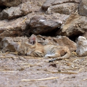 Photo de Chat des sables