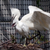 Photo d'Aigrette