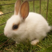 Photo de Lapin