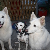 Photo de Races diffrentes