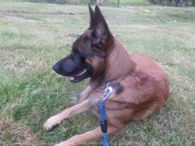 Photo de Berger belge malinois