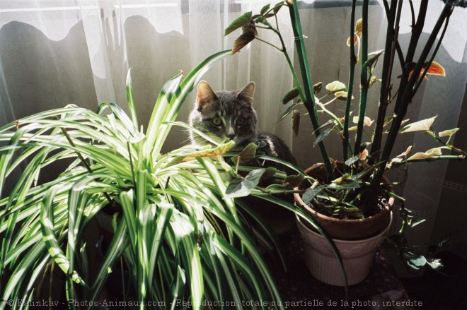 Photo de Chat domestique