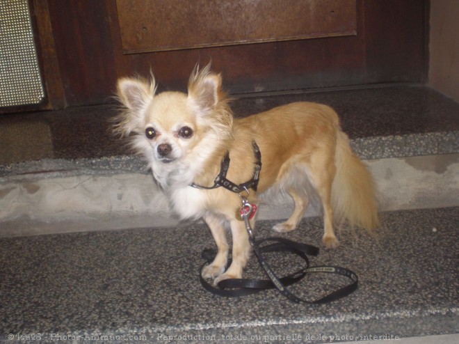 Photo de Chihuahua  poil long