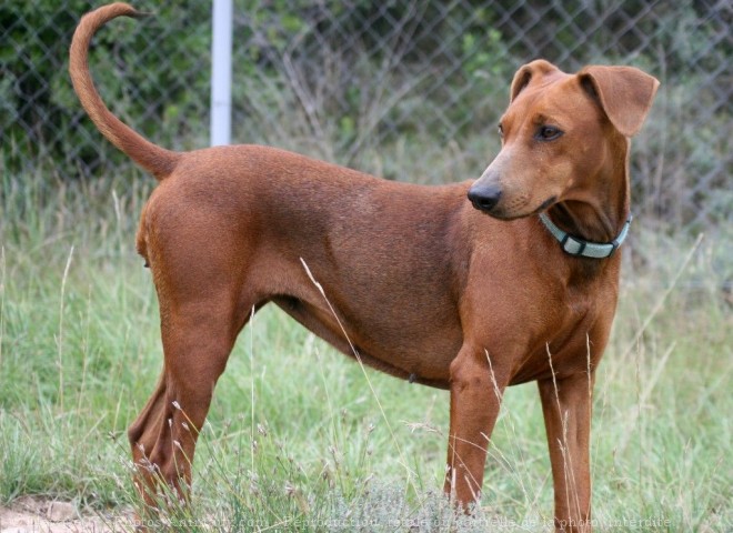 Photo de Pinscher allemand