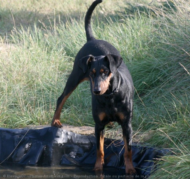 Photo de Pinscher allemand