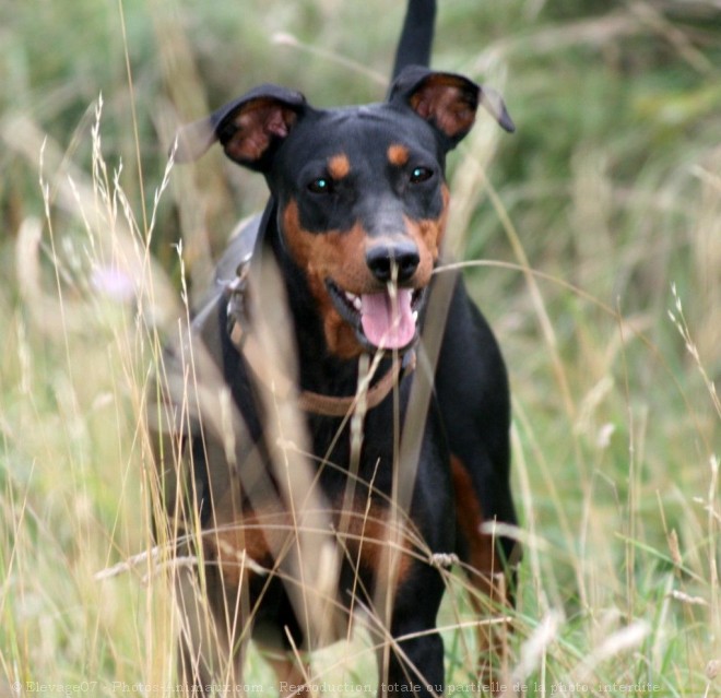 Photo de Pinscher allemand