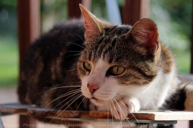 Photo de Chat domestique